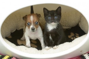 Free Donation to Battersea Dogs & Cats Home Free Donation to Battersea Dogs Cats Home 300x200 Free Donation to Battersea Dogs & Cats Home