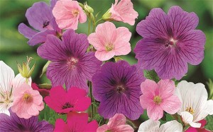 Free Plant Collection 300x187 Free Plant Collection Worth £125+