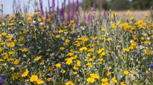 Free Flower Seeds 300x168 Free Bee Friendly Flower Seeds