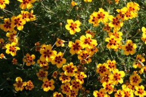 Free Packet of Marigold Seeds