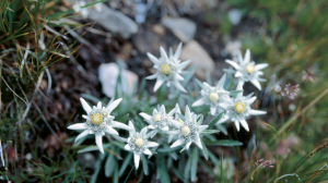 Free Packet of Edelweiss Seeds