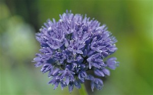 Free Allium Flower Bulbs – Worth More Than £19