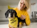 Free Microchipping from Dogs Trust