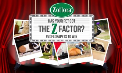 Free Prizes from Zoflora