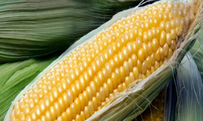Free Corn on the Cob