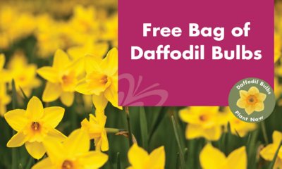 Free Bag of Daffodil Bulbs