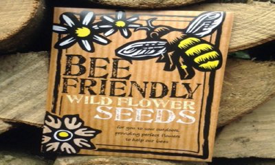 Free Honey Bee Wildflower Seeds