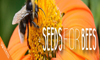 Free Bee Seeds Pack