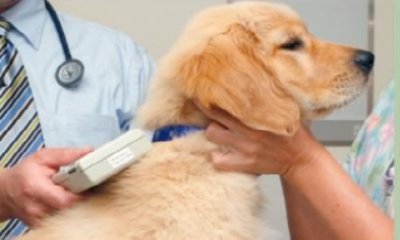 Free Microchipping for Dogs