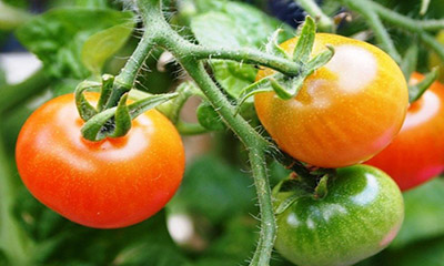 Free Tomato Plant