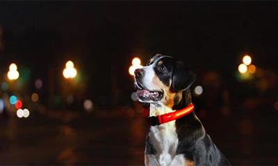 Free LED Dog Collar