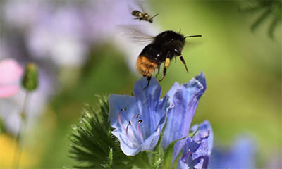 Free Bee-Friendly Wildflower Seeds