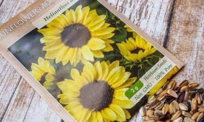 Free Sunflower Seed Pack
