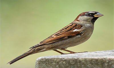 Free Dobbies Gardening Workshop