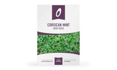 Free Mint Seeds