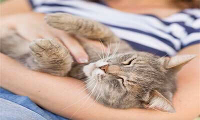 Free Cats Protection Information Pack