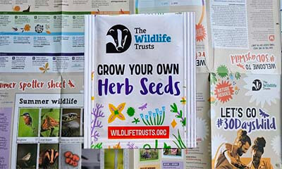 Free Herb Seeds