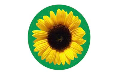 Free Sunflower Car Magnet