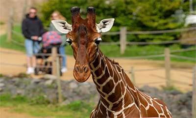 Bristol Zoo Tickets for 1p
