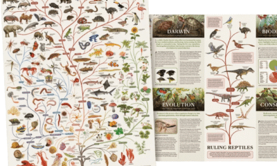 Free BBC Evolution Poster