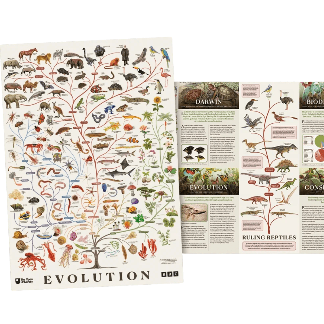 Free BBC Evolution Poster