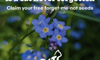 Free Forget Me Not Seeds