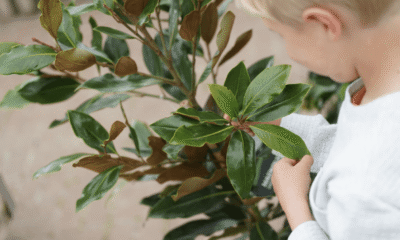 Free Paper Plate Wreath Kids Event