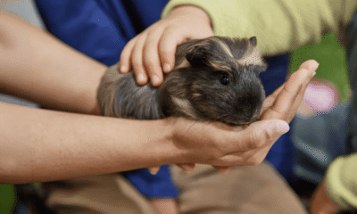 Free Pets at Home Halloween Workshop
