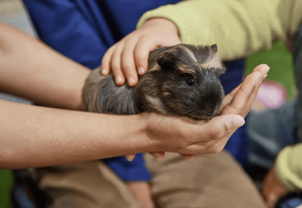 Free Pets at Home Halloween Workshop